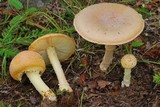 Amanita wellsii image