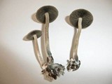 Panaeolus cyanescens image