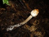 Macrolepiota mastoidea image