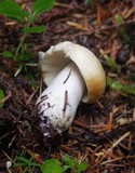 Russula claroflava image