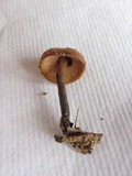Macrocystidia cucumis image
