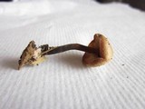 Macrocystidia cucumis image