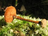 Coltricia cinnamomea image