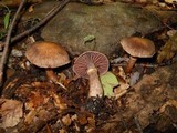 Cortinarius torvus image