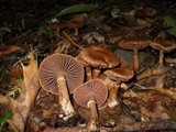 Cortinarius torvus image