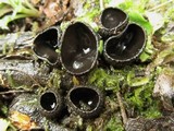 Plectania campylospora image