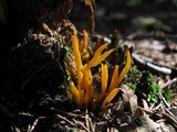 Calocera viscosa image