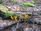 Calocera viscosa image