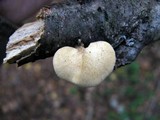 Polyporus leptocephalus image
