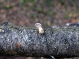 Polyporus leptocephalus image