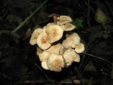 Gymnopus confluens image