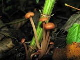 Gymnopus confluens image