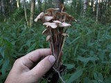 Gymnopus confluens image