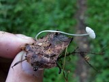 Mycena stylobates image