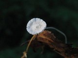 Mycena stylobates image