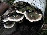 Bjerkandera adusta image
