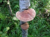 Hapalopilus rutilans image
