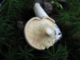 Lactarius helvus image