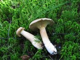 Lactarius helvus image