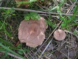 Lactarius helvus image