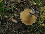 Lactarius helvus image