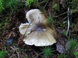 Tricholoma viridilutescens image