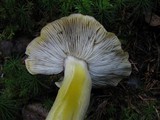 Tricholoma viridilutescens image