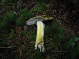 Tricholoma viridilutescens image