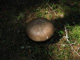 Gomphidius glutinosus image
