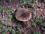 Lactarius turpis image