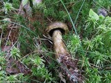 Lactarius turpis image