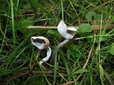 Helvella macropus image