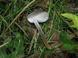 Helvella macropus image