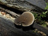 Pluteus thomsonii image