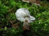 Pluteus thomsonii image
