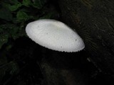 Volvariella bombycina image