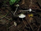 Cystolepiota seminuda image