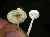 Cystolepiota seminuda image