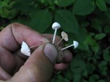 Cystolepiota seminuda image