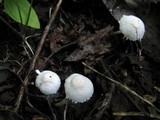 Cystolepiota seminuda image