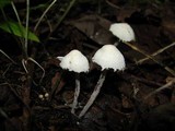Cystolepiota seminuda image