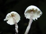 Cystolepiota seminuda image