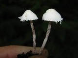 Cystolepiota seminuda image