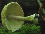 Amanita rhopalopus image