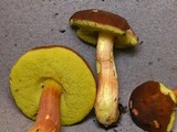 Boletus rubropunctus image