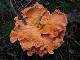 Laetiporus cincinnatus image