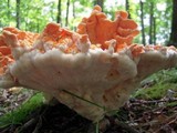 Laetiporus cincinnatus image