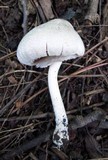 Agaricus pocillator image