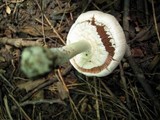 Agaricus pocillator image