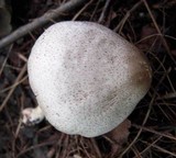 Agaricus pocillator image